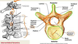 Anatomy Vertebral Column [upl. by Buchbinder469]