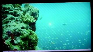 Vilamendhoo Reef Camera Live Stream [upl. by Wayne484]