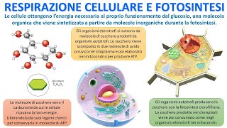 VIE METABOLICHE  Respirazione Cellulare e Fotosintesi [upl. by Jessamine]