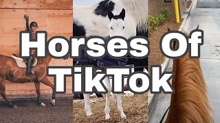 Horses Of TikTok Compilation [upl. by Nowyt565]