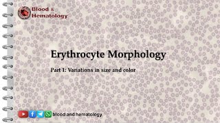 Erythrocyte morphology  part 1 size and color variations [upl. by Aenert]