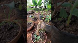 New Bonsai plant Technique  Bonsai plant ☘️ [upl. by Perkoff658]