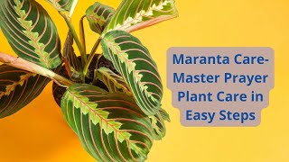 Maranta Care Master Prayer Plant Care in Easy Steps [upl. by Tome]