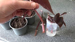 3 Ways How I Propagate My Persicarias Fast amp Easy [upl. by Sessilu]