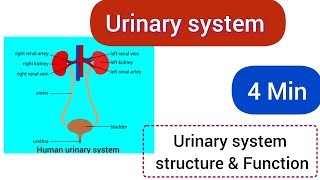 Excretory SystemUrinary SystemUrine composition Homeostasis [upl. by Jamin345]