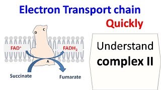 Succinate dehydrogenase complex 2 of ETC [upl. by Nnyleuqaj]