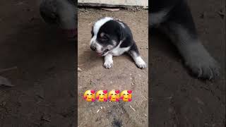 Kitna pyara 🥰🥰🥰 hai yaar cuteannimals doglover [upl. by Asikal717]