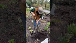 How to plant a GLOBEFLOWER Trollius “Golden Queen” pergolanurseriesgardencorner [upl. by Herzen]