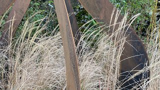 The winter garden with Miscanthus ‘Yakushima Dwarf’ [upl. by Behka]