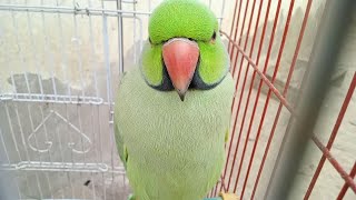 Beautiful Ringneck calm parrot [upl. by Cantu32]