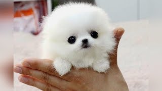 The SMALLEST DOG BREEDS in the World [upl. by Donelu]