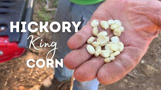 Planting A Forgotten Food Source—Hickory King Corn [upl. by Kannry]