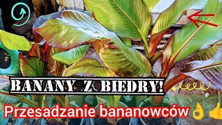 Bananowiec maurelii z biedronki po zimie przesadzanie jaka ziemia porady ogrodnicze [upl. by Atenaz]