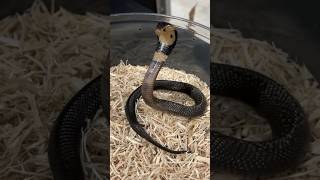 Cranky Baby Cobra short shorts animal snake Cobra wildlife nature [upl. by Vittoria]