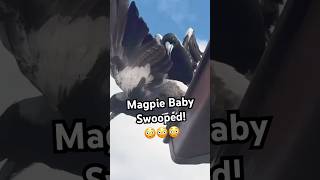 Magpie Swooping Season Australia  Magpie Vs Magpie Attack [upl. by Twitt]