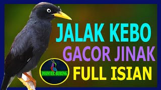 JALAK KEBO GACOR JINAK FULL ISIAN [upl. by Orban451]