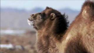 The Bactrian Camel [upl. by Retsevel863]