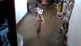 Chihuahua Bailando Salsa [upl. by Acceb]