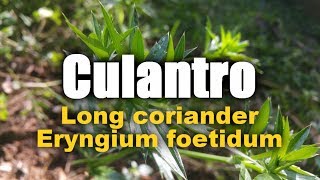 culantro  Long coriander  Eryngium foetidum [upl. by Mcclary]