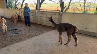 Training a cria to walk in a head collar [upl. by Pine]