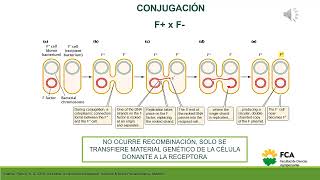 Recombinación en Bacterias Conjugación [upl. by Ludba216]