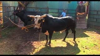 ¡¡LES LLEVO LA PURA LUMBRE RANCHO LAS CUBATAS EN TENANCINGO ESTADO DE MEXICO 2019 [upl. by Olmsted]