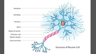 Neurons  structural neuron  Functional neuron [upl. by Dagney]