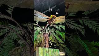 Meet the largest insect that ever lived and flew Meganeura [upl. by Aileduab]