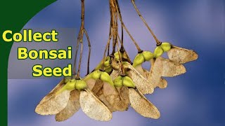 Collecting seed to growing bonsai from seed [upl. by Leesen]