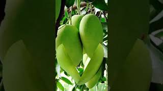 CARABAO MANGO FRUIT FRESH youtubeshorts viral trendingshorts [upl. by Lennon693]