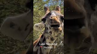 Lake Naivasha nairobi lakenaivasha kenyantiktok🇰🇪 lake elephant animalsoftiktok safari [upl. by Atekihs907]