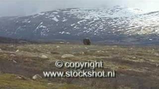 muskusos  musk ox  ovibos moschatus [upl. by Airamanna]