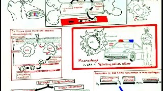 Macrophage and its role in immunity [upl. by Yule382]