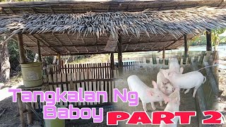 Tangkalan Ng Baboy for Beginner Part 2 baboy trendingshorts trending [upl. by Atazroglam]