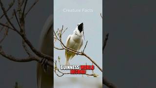 White Bellbird  Listen To The Loudest Bird Call On Earth [upl. by Ahsenyt]