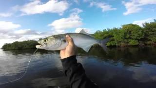 How to catch bluefish in Florida [upl. by Elvira]