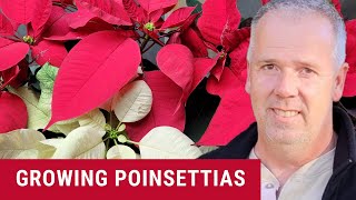 How to care for Poinsettias plants in pots [upl. by Artenahs]