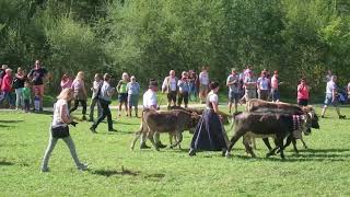 Viehscheid Hindelang 2018  Alm Abtrieb im Allgäu [upl. by Navert]