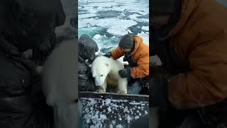 🐻‍❄️ Tiny Polar Bears Heartwarming Rescue 😍 PolarBearRescue WildlifeConservation ArcticAnimals [upl. by Neemsay789]