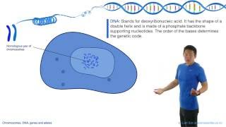 Chromosomes DNA Genes and Alleles [upl. by Lemuel67]