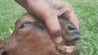 Stomatitis in a goat affected with contagious pustular dermatitis orf contagious ecthyma [upl. by Sluiter221]