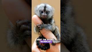 Smallest Monkey  Pygmy Marmoset animals shorts [upl. by Nylorak815]