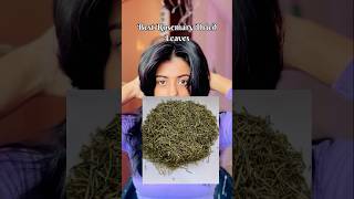 Top Best Dried Rosemary Leaves under 250rs  Rosemary For Hair Growth haircare rosemary [upl. by Ikciv]