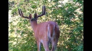 Big Deer NE Washington [upl. by Ahsyat]