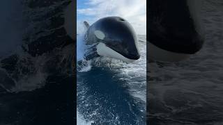 Amazing closeup of a wild Orca in San Diego [upl. by Yadahs]