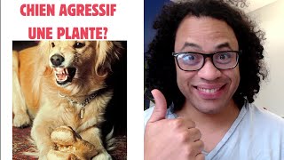 Chien agressif  une plante à donner [upl. by Eibo]