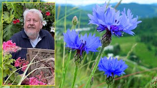 BLEUET ET CENTAURÉE DES FLEURS TRÈS FACILES MELLIFÈRES ET DÉCORATIVES Le Quotidien du Jardin N°232 [upl. by Remmer]