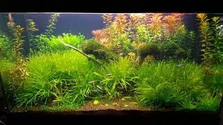 My plant aquarium with blyxa japonica and fissidens fontanus [upl. by Brunk830]