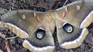 Polyphemus Moth Antheraea polyphemus Closeup [upl. by Ordnassela120]