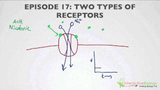 017 Two Types of Receptors [upl. by Gavrilla281]